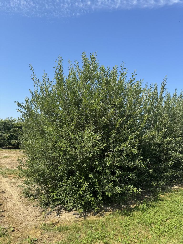 Salix caprea