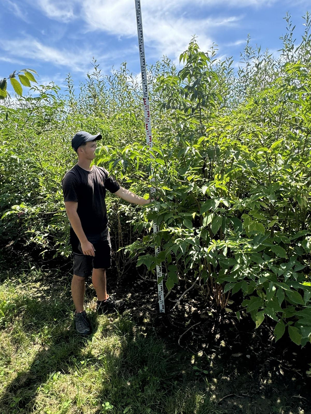 Sambucus nigra