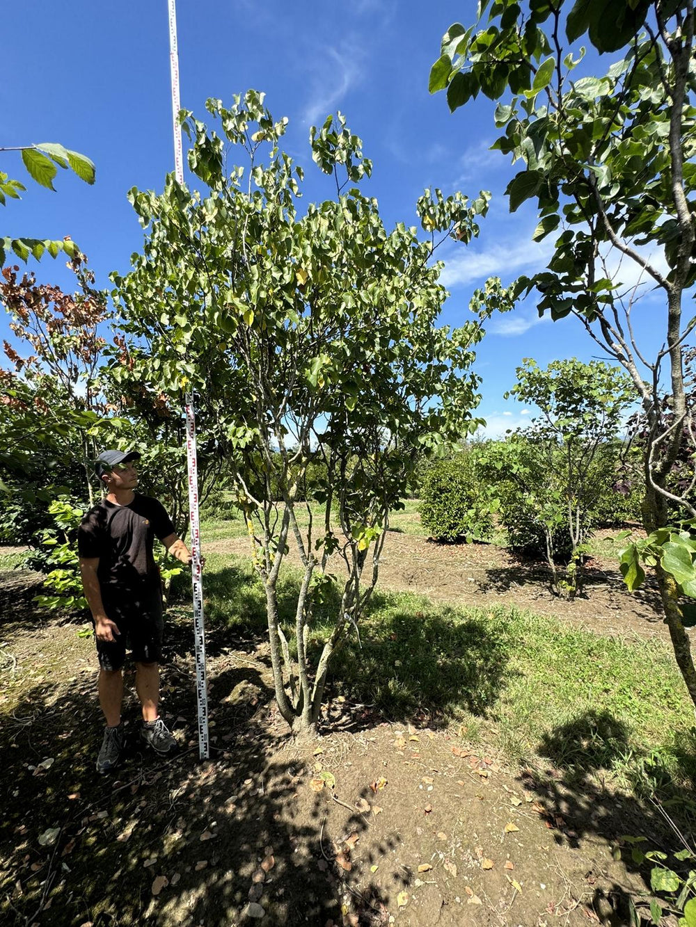 Cercis canadensis 'Texas White'