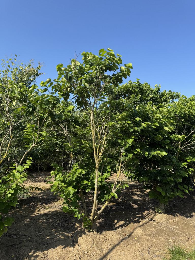 Cercis canadensis 'Texas White'