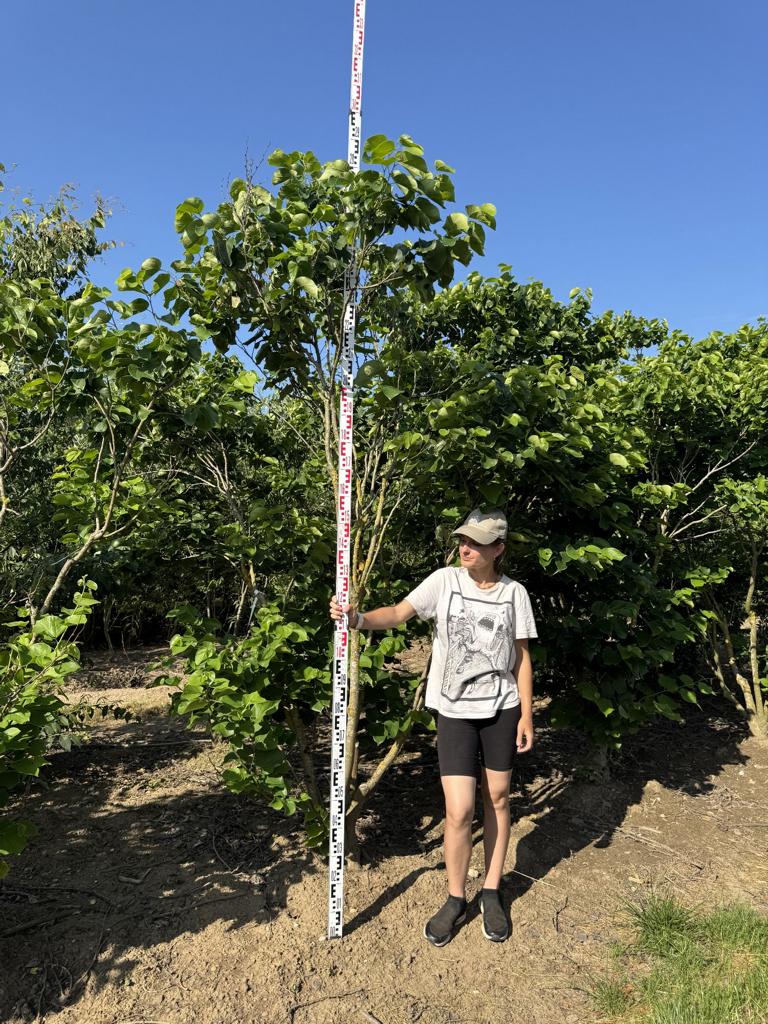 Cercis canadensis 'Texas White'