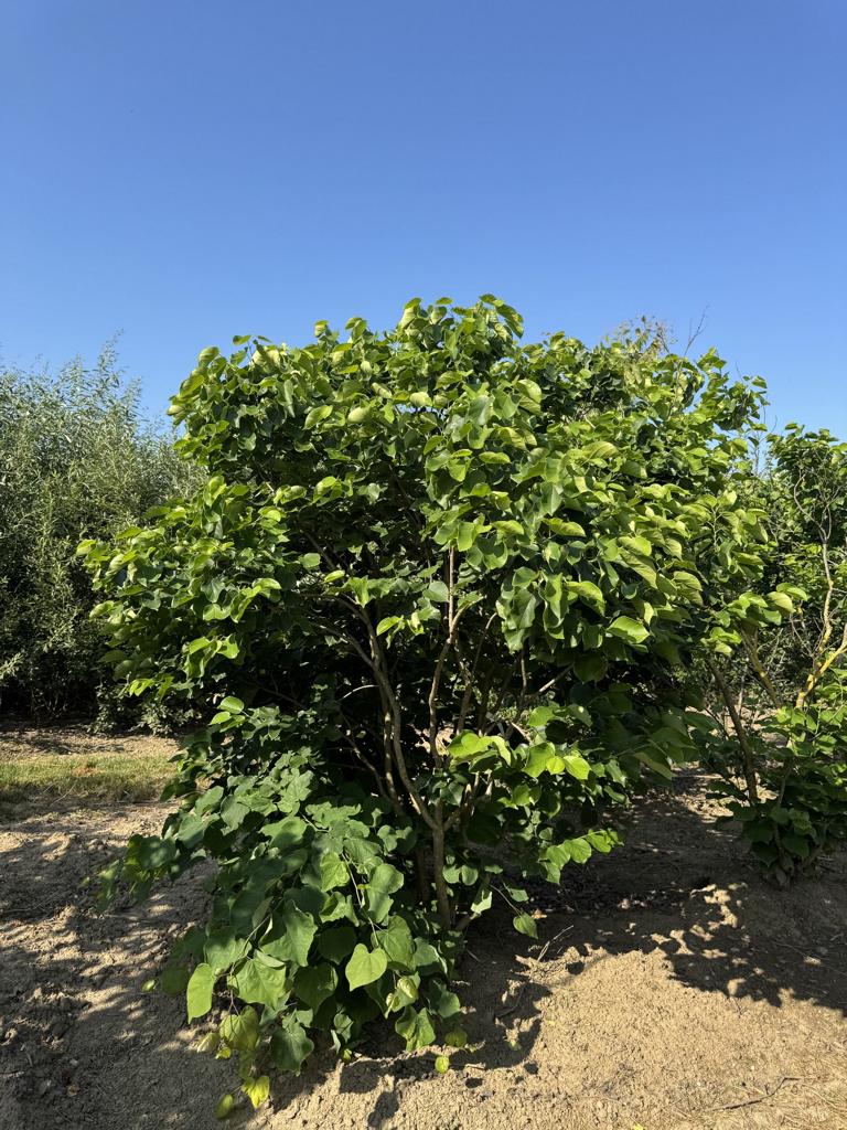 Cercis canadensis 'Texas White'