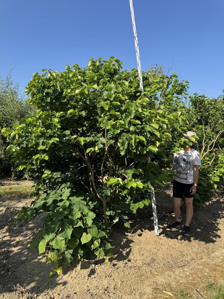 Cercis canadensis 'Texas White'