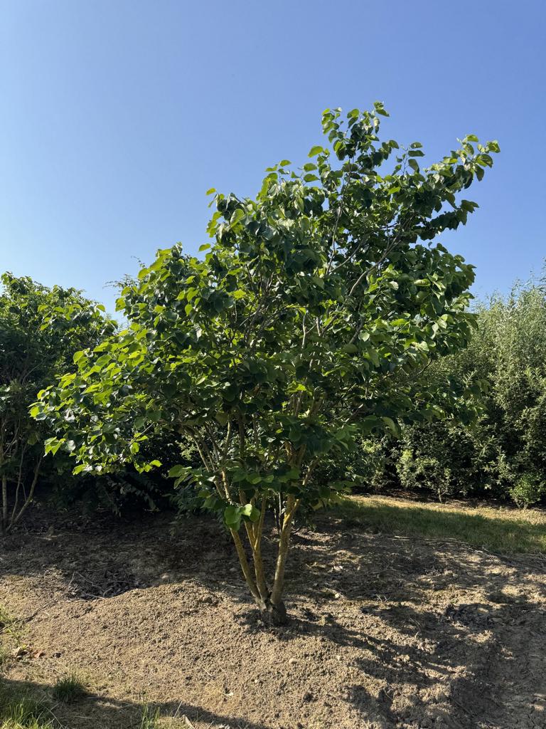 Cercis canadensis 'Texas White'
