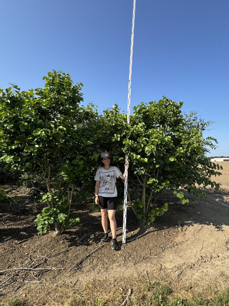 Cercis canadensis 'Texas White'