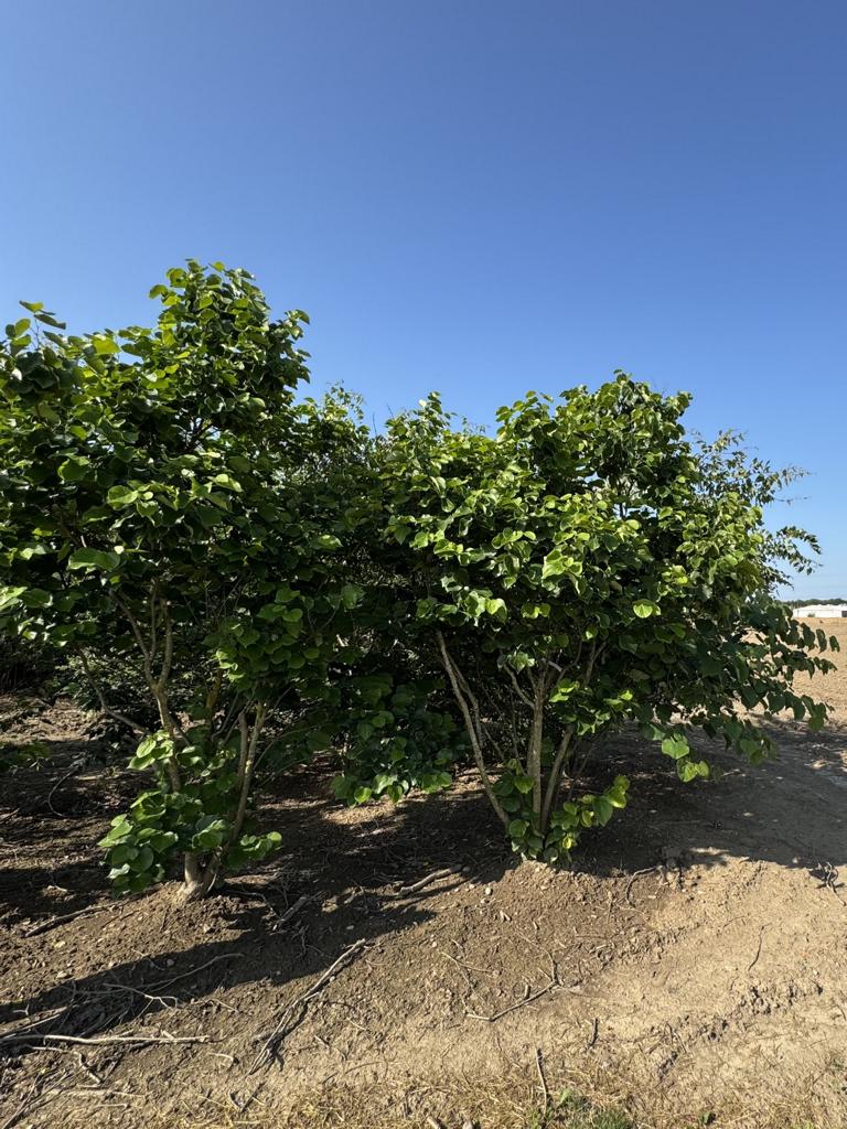 Cercis canadensis 'Texas White'