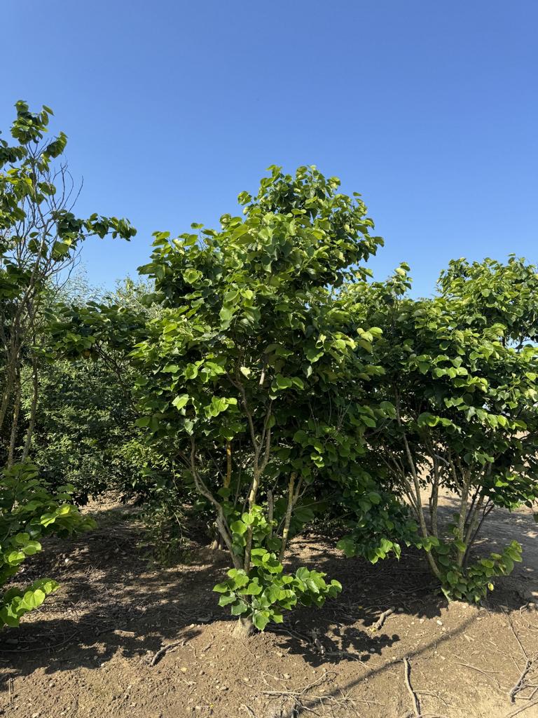 Cercis canadensis 'Texas White'