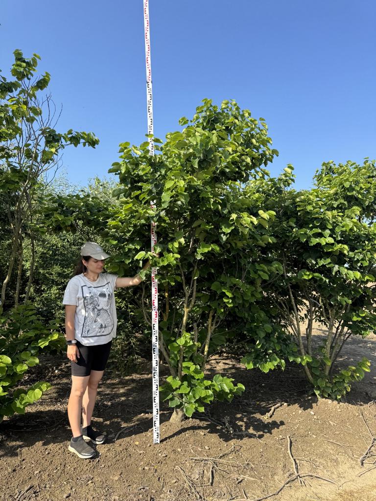 Cercis canadensis 'Texas White'