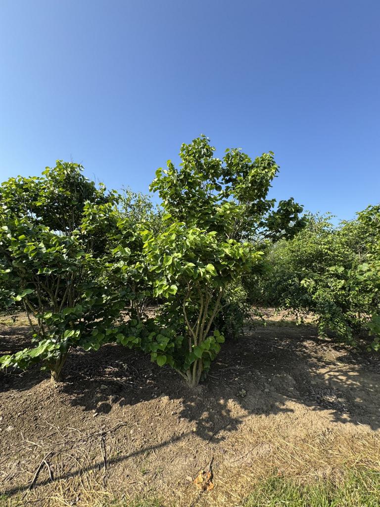 Cercis canadensis 'Texas White'