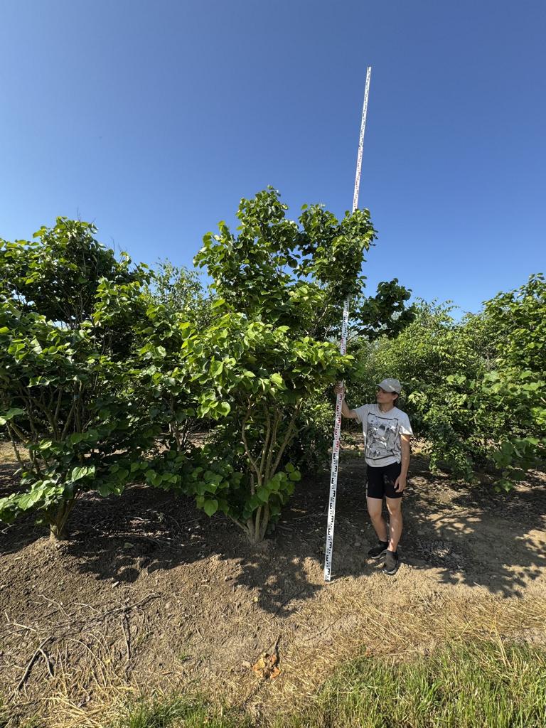 Cercis canadensis 'Texas White'