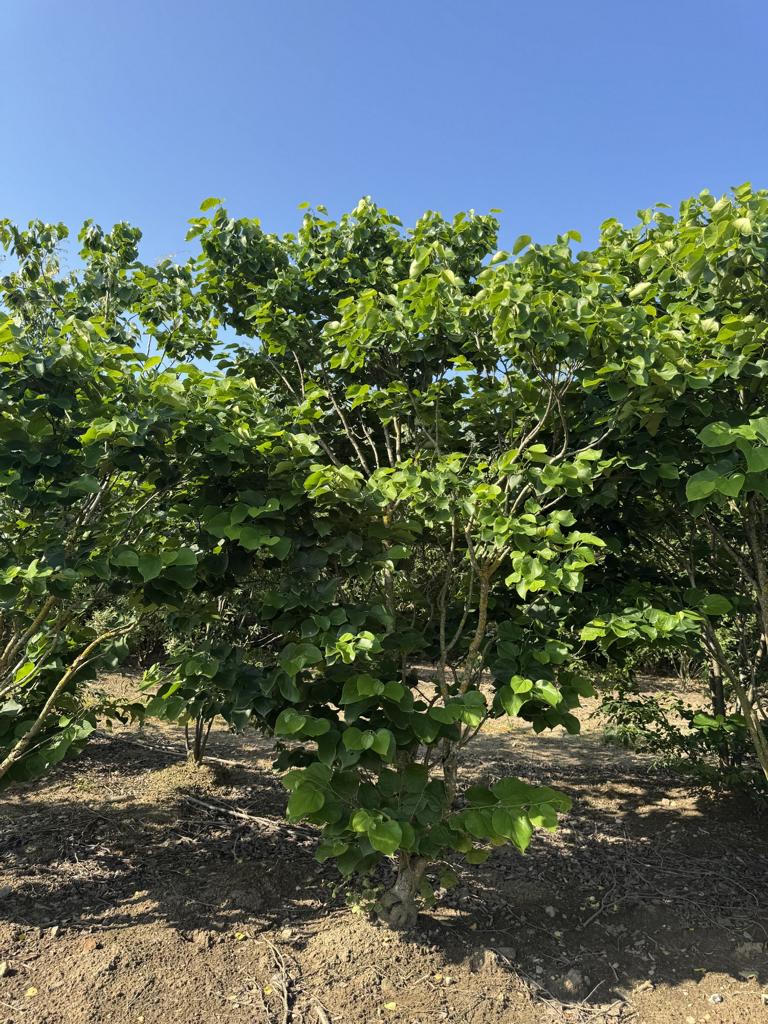 Cercis canadensis 'Texas White'