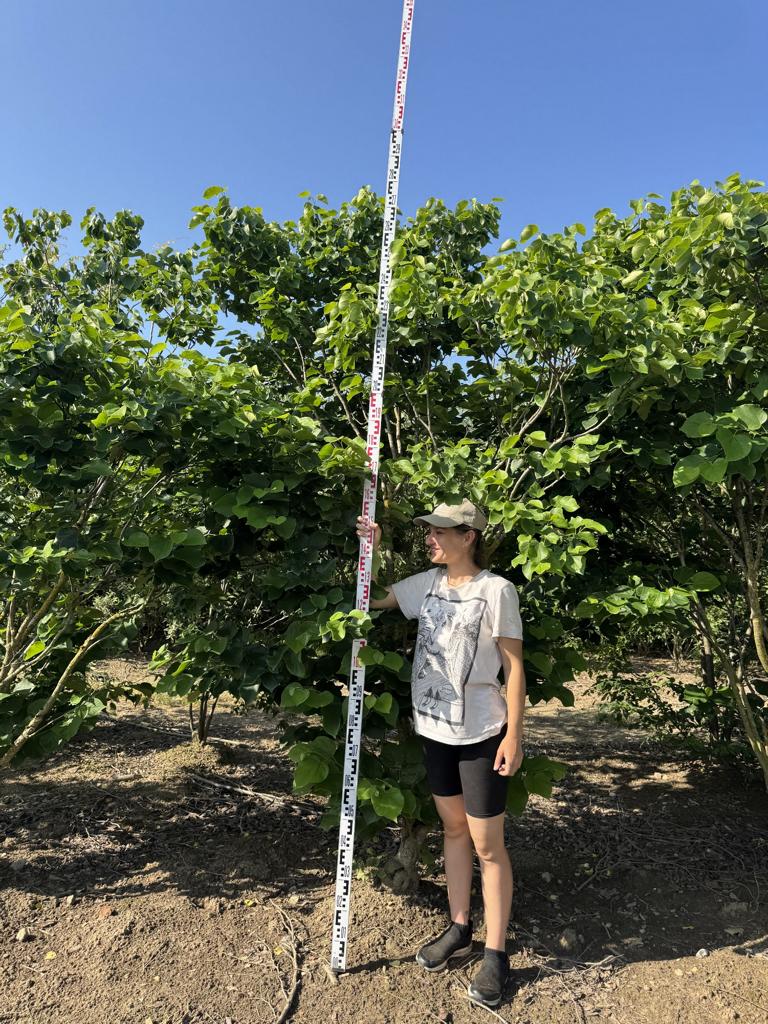 Cercis canadensis 'Texas White'