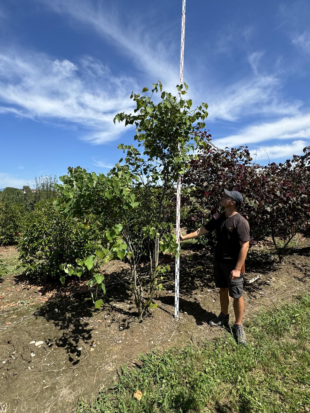 Cercis canadensis