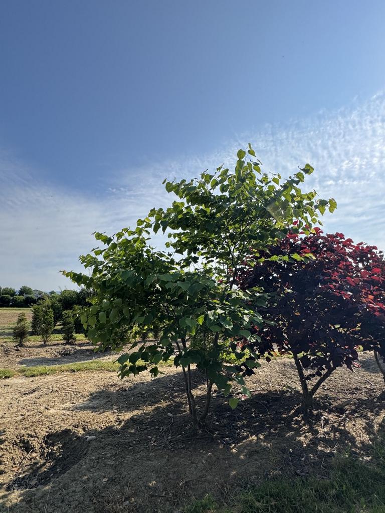 Cercis canadensis