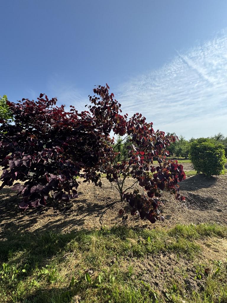 Cercis canadensis 'Forest Pansy'