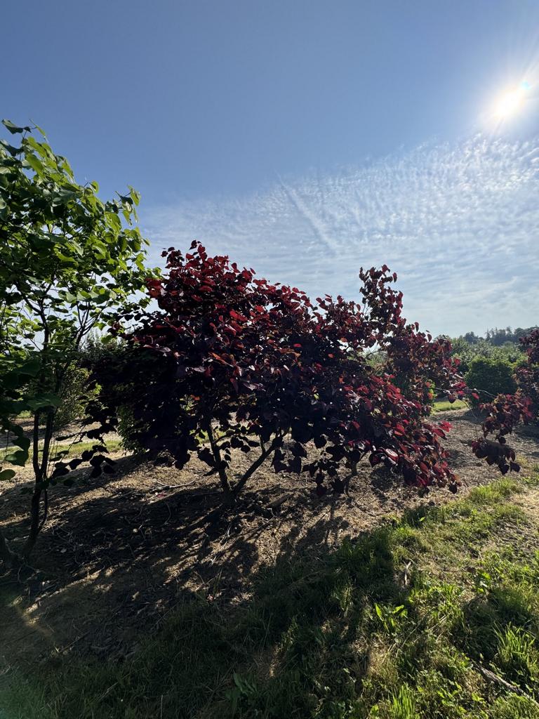 Cercis canadensis 'Forest Pansy'