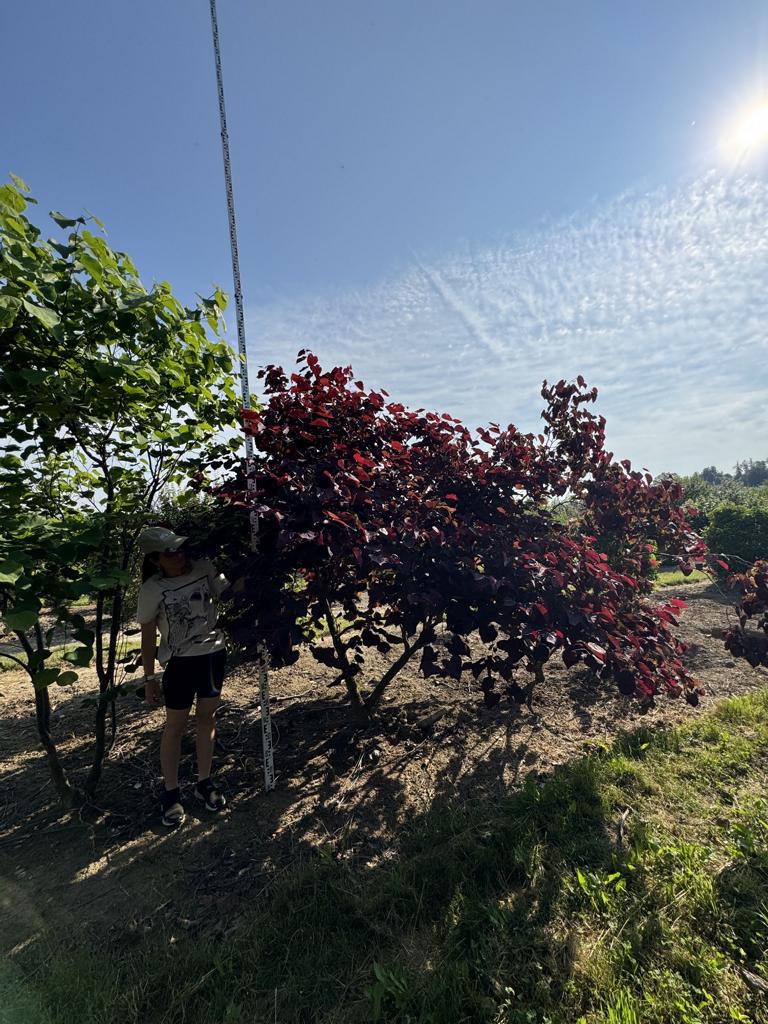 Cercis canadensis 'Forest Pansy'