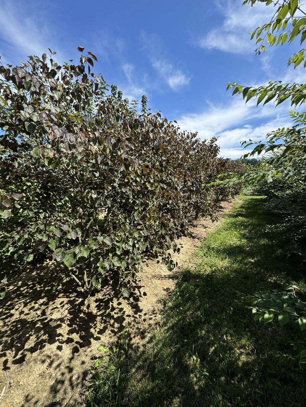 Cercis canadensis 'Forest Pansy'