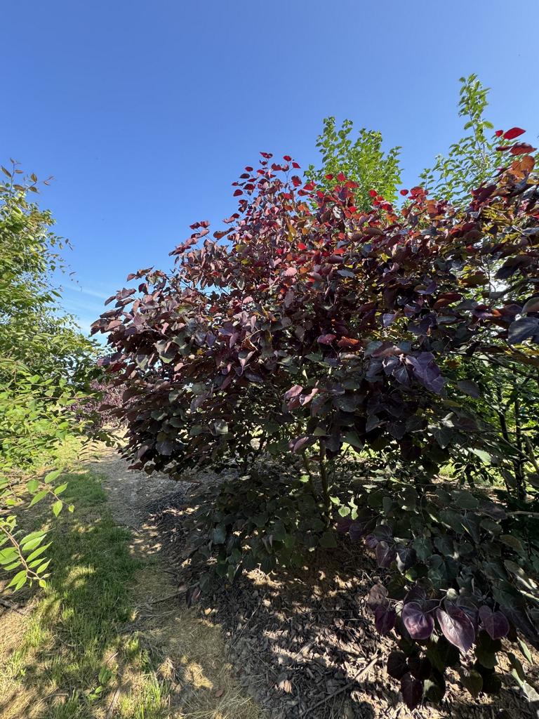 Cercis canadensis 'Forest Pansy'