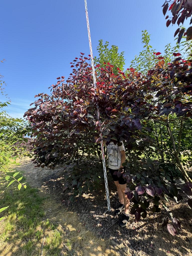 Cercis canadensis 'Forest Pansy'