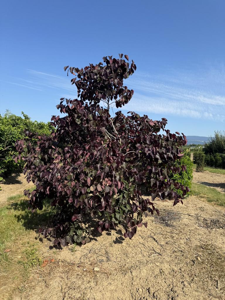 Cercis canadensis 'Forest Pansy'
