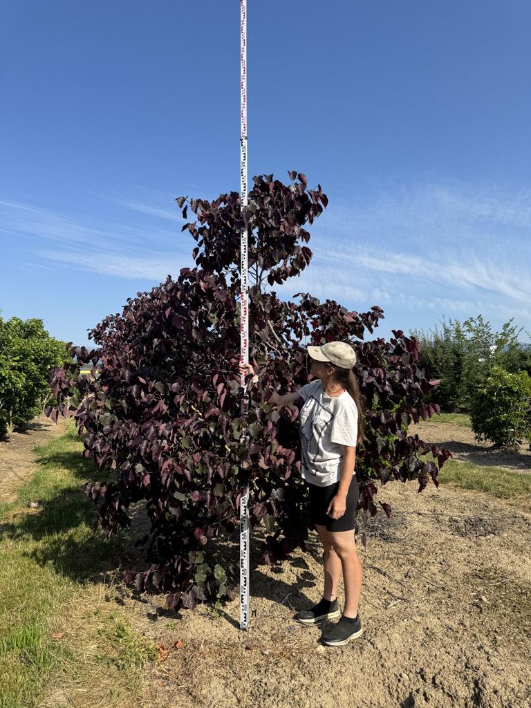 Cercis canadensis 'Forest Pansy'