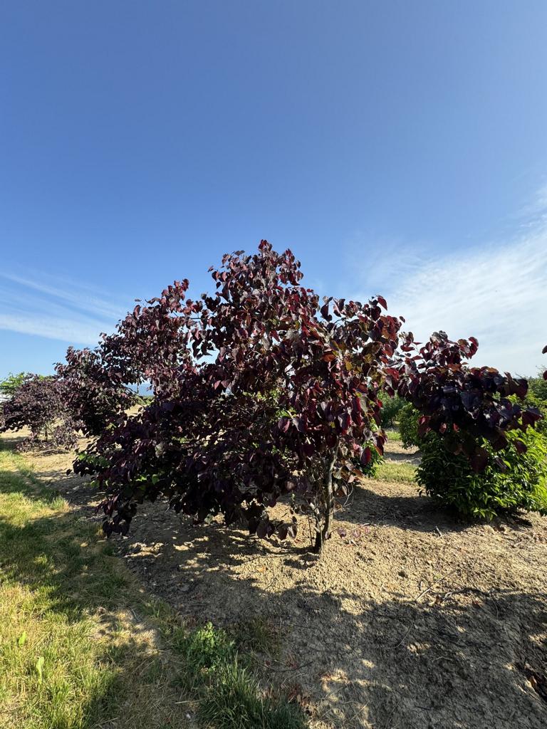 Cercis canadensis 'Forest Pansy'