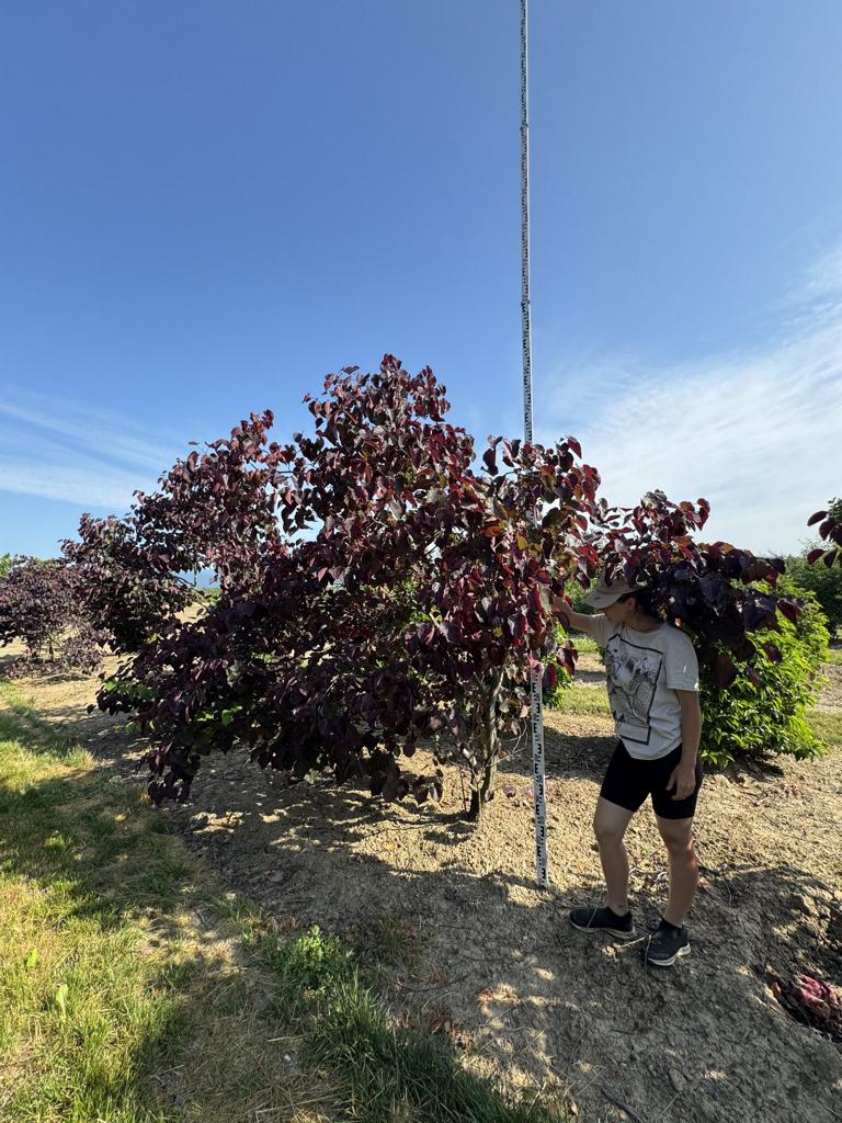 Cercis canadensis 'Forest Pansy'