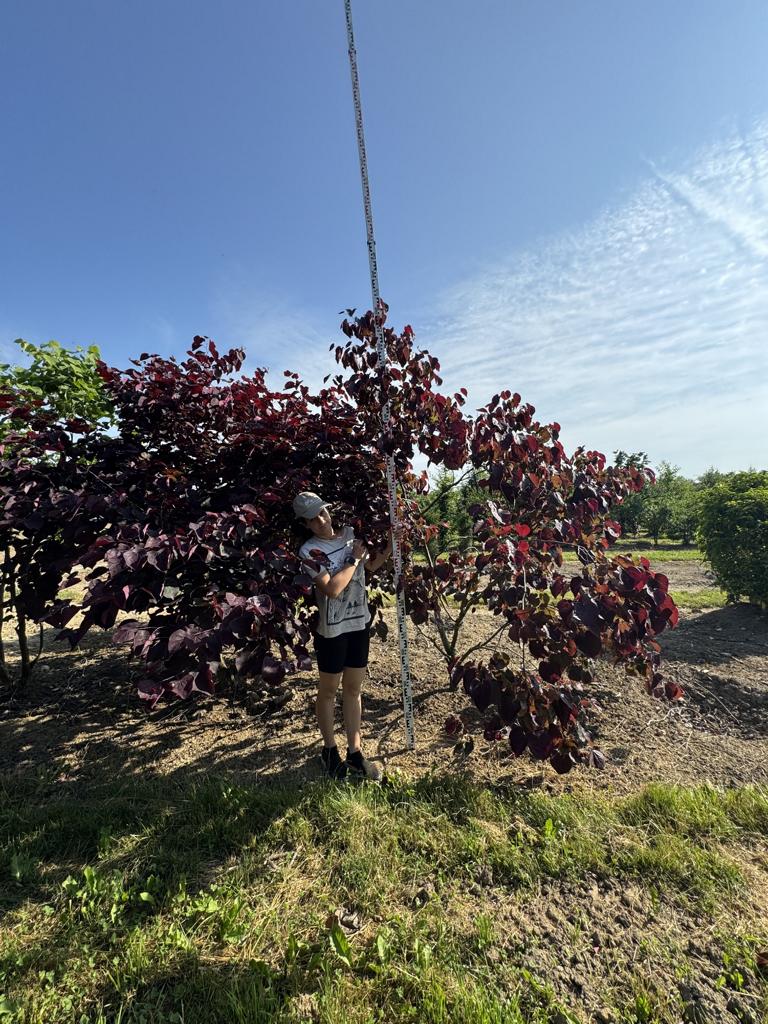 Cercis canadensis 'Forest Pansy'