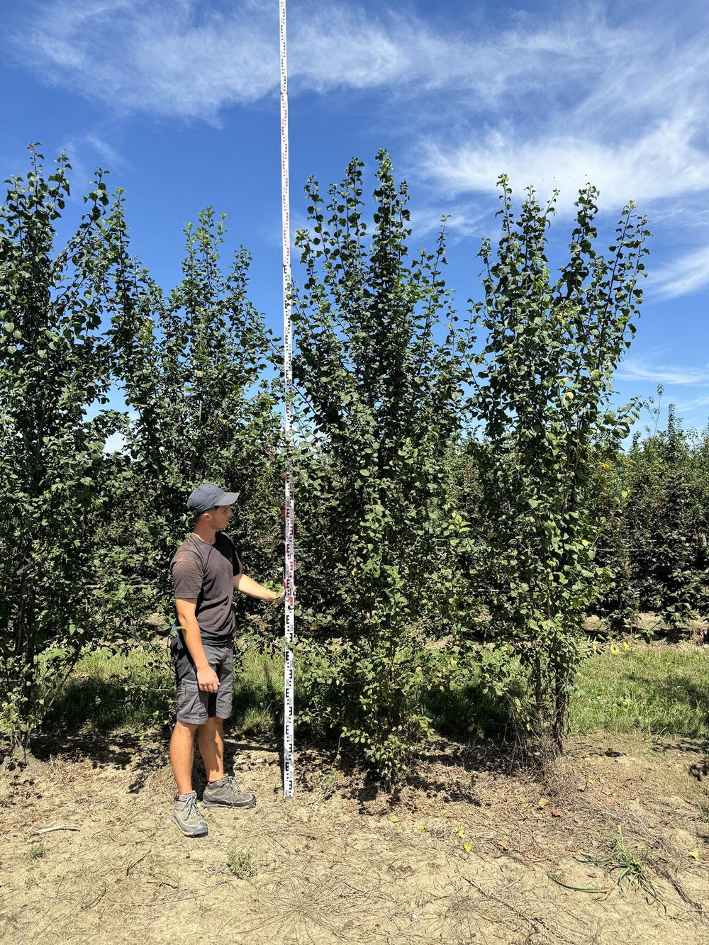 Ligustrum vulgare