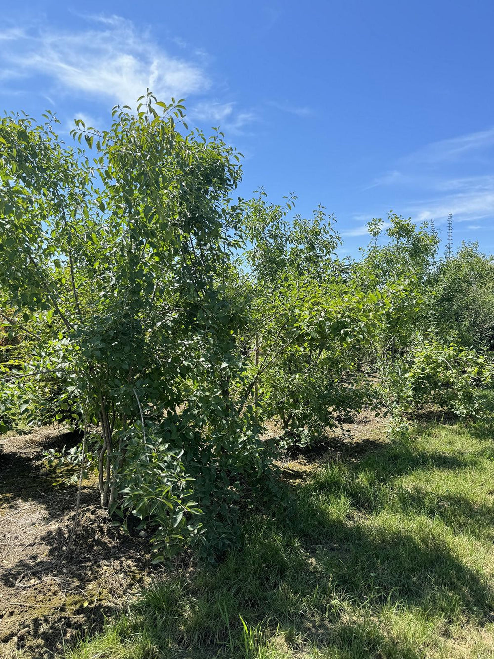 Rhamnus cathartica