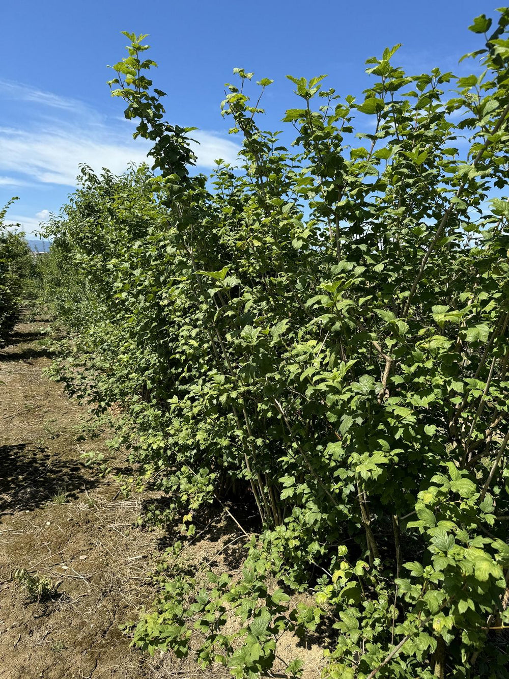 Viburnum opulus 'Roseum'