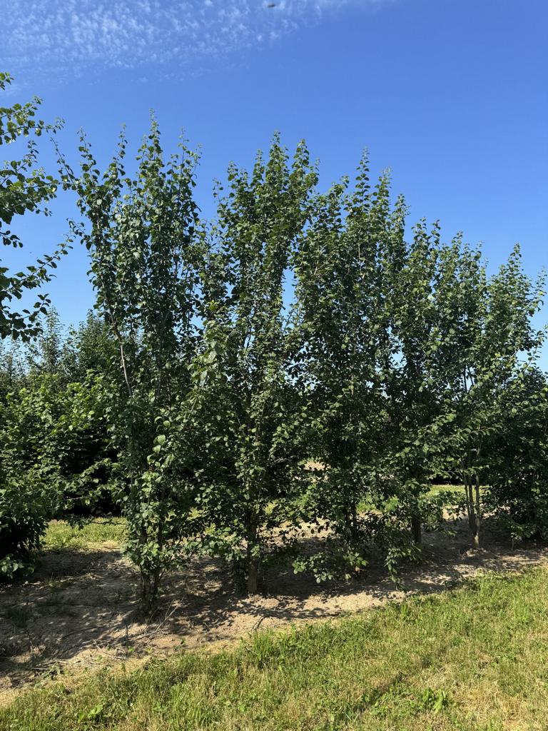 Prunus cerasifera