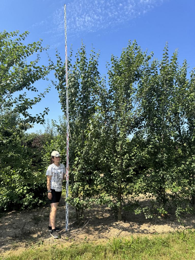 Prunus cerasifera