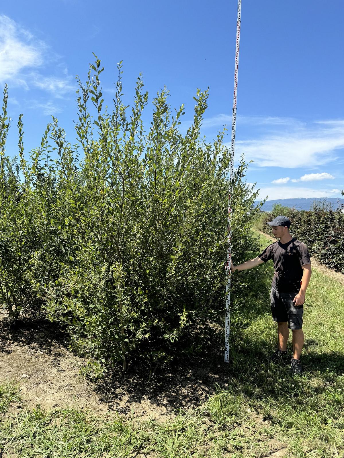 Salix caprea