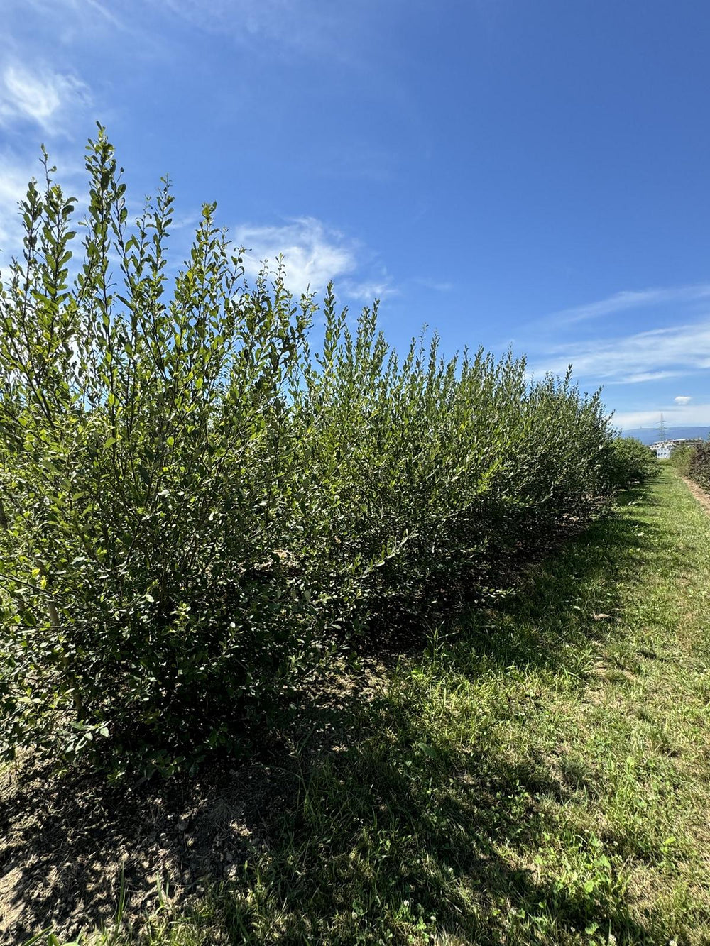 Salix caprea