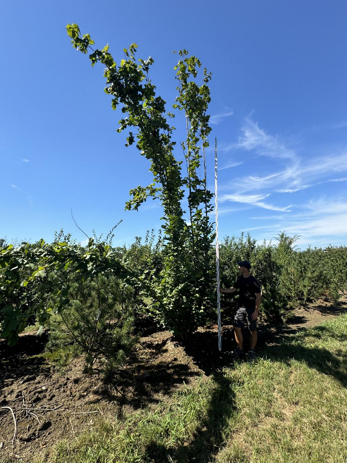 Corylus avellana