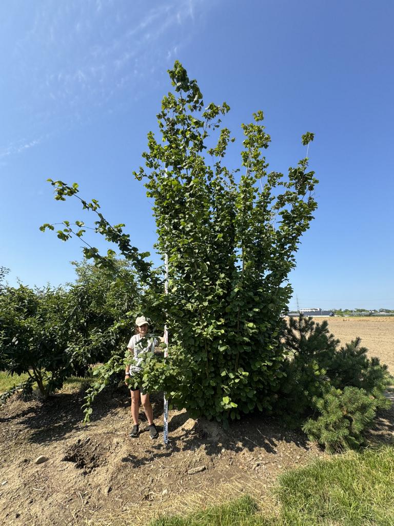 Corylus avellana