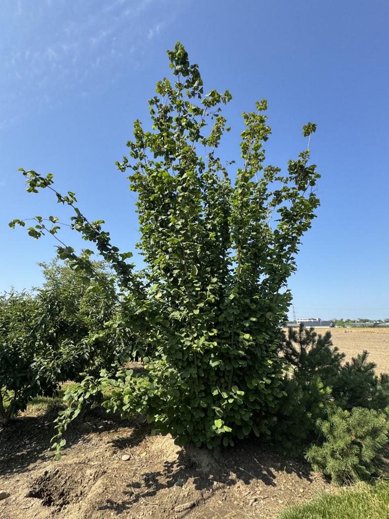 Corylus avellana