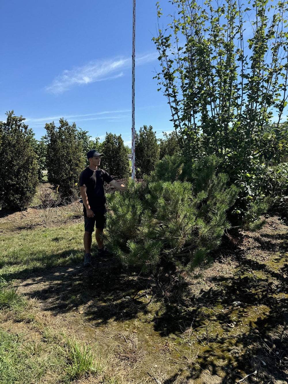 Pinus mugo subsp. mugo