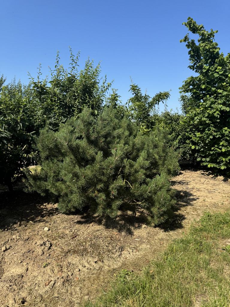 Pinus mugo subsp. mugo