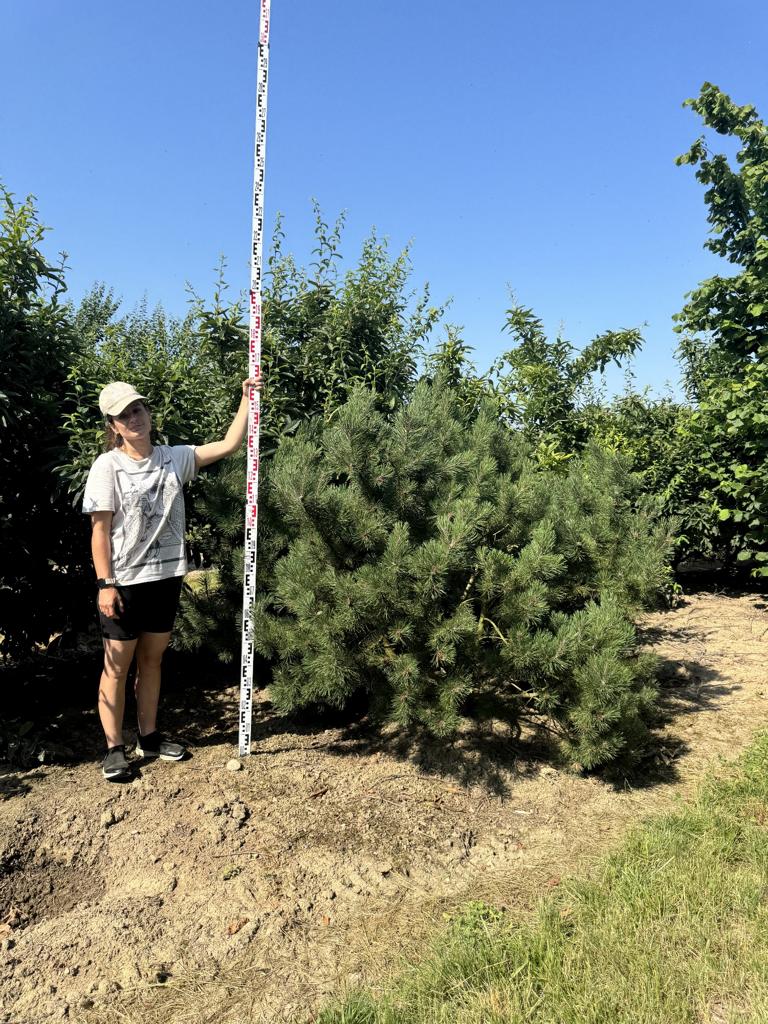 Pinus mugo subsp. mugo