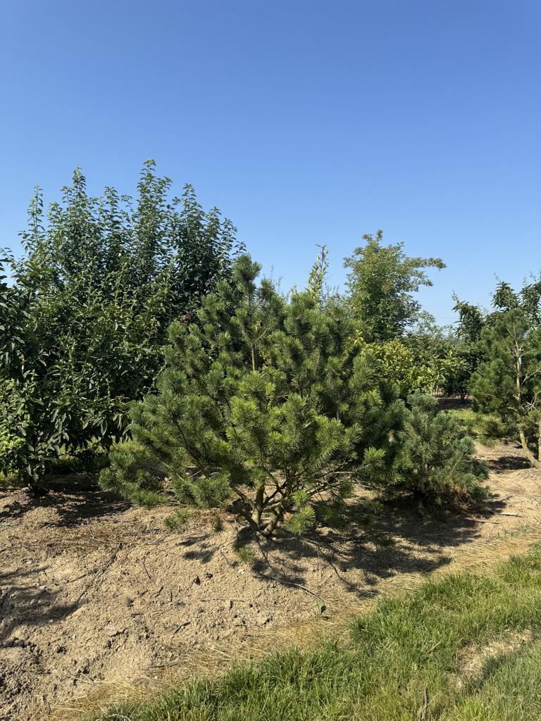 Pinus mugo subsp. mugo