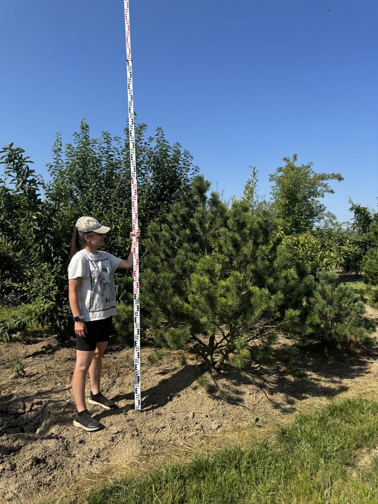 Pinus mugo subsp. mugo