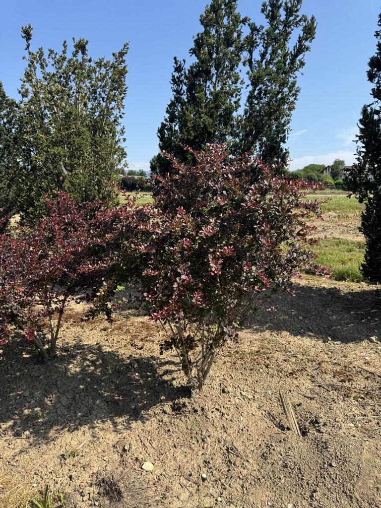Berberis thunbergii 'Atropurpurea'