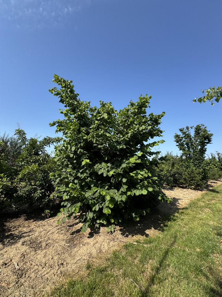 Corylus avellana
