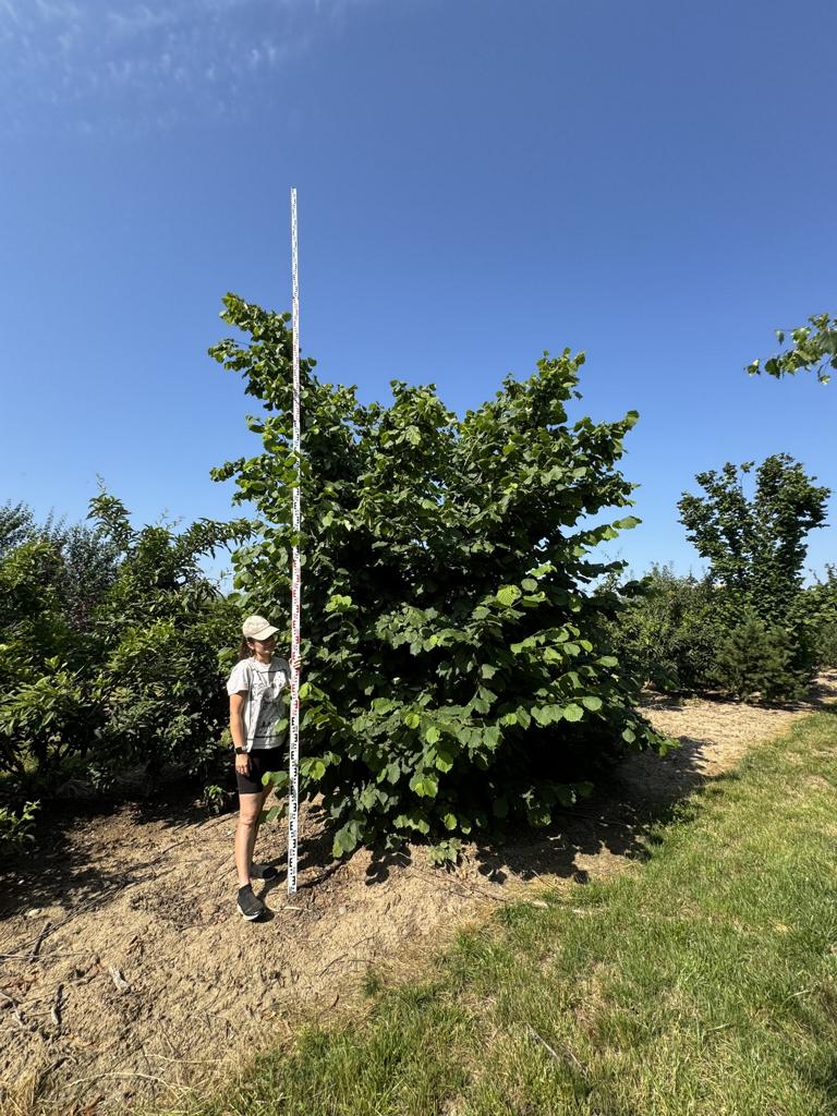 Corylus avellana