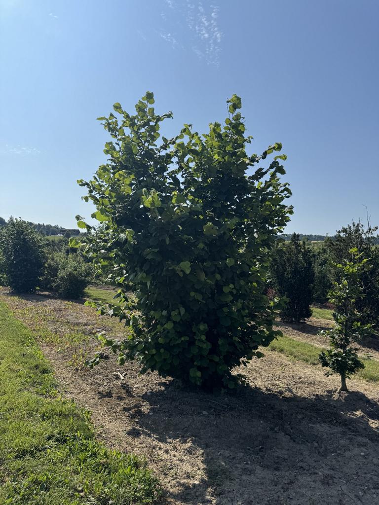 Corylus avellana