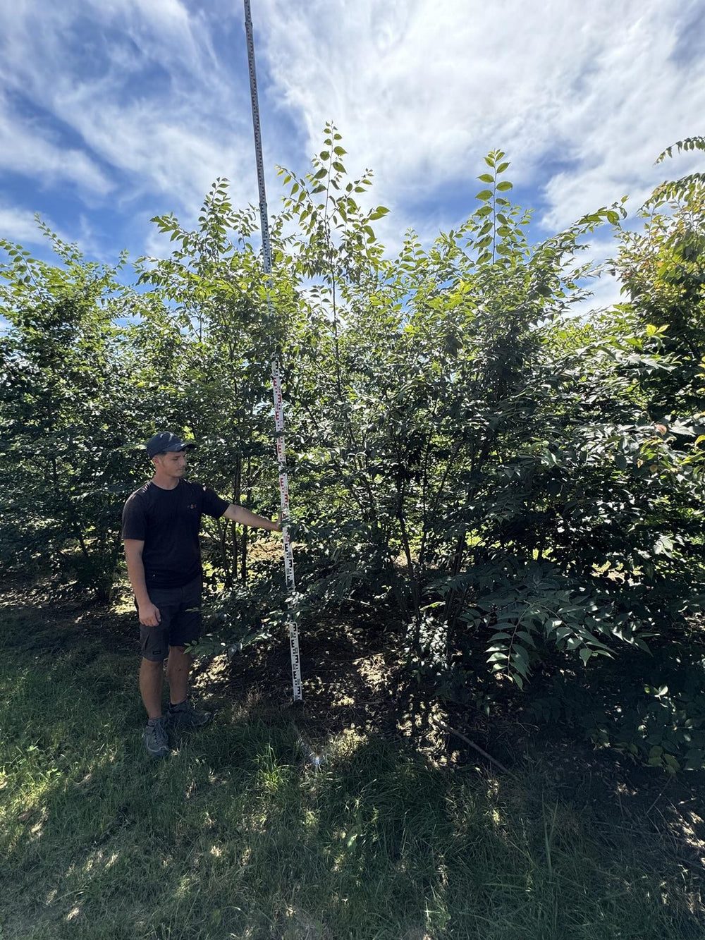 Zelkova serrata