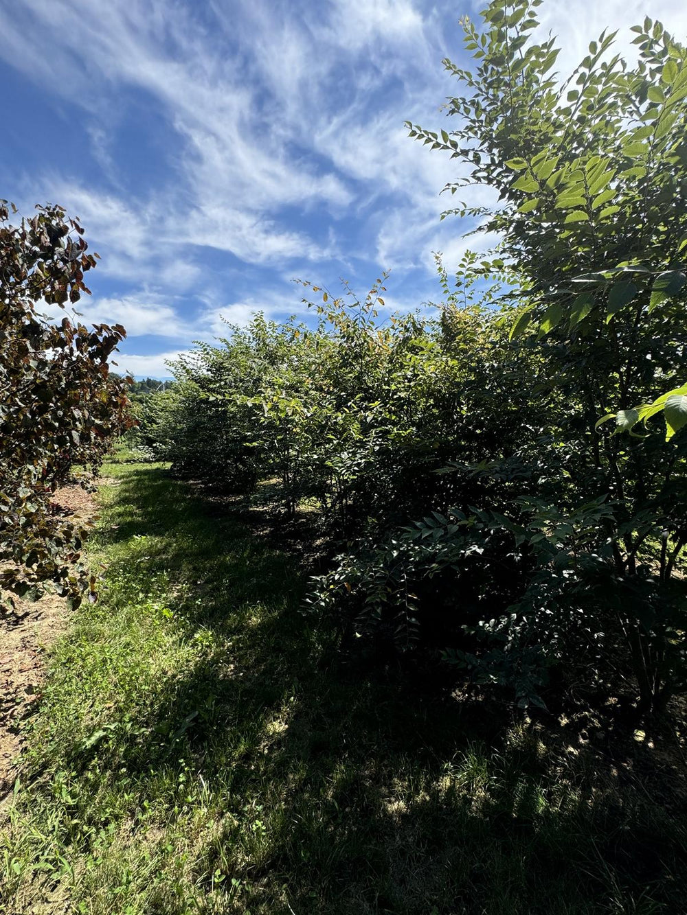 Zelkova serrata